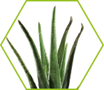 Aloe vera (Aloe barbadensis)