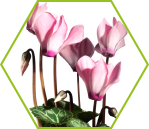 Alpenveilchen (Cyclamen europaeum)