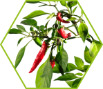 Arzneipaprika (Capsicum annuum)