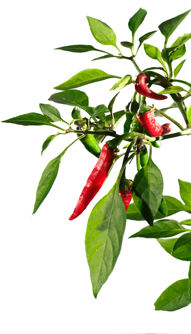 Arzneipaprika (Capsicum annuum)