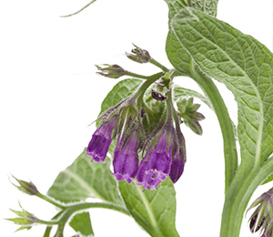 Beinwell (Symphytum officinale)