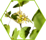 Blauer Hahnenfuß (Caulophyllum thalictroides)