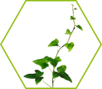 Efeu (Hedera helix)