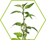 Eibisch (Althaea officinalis)