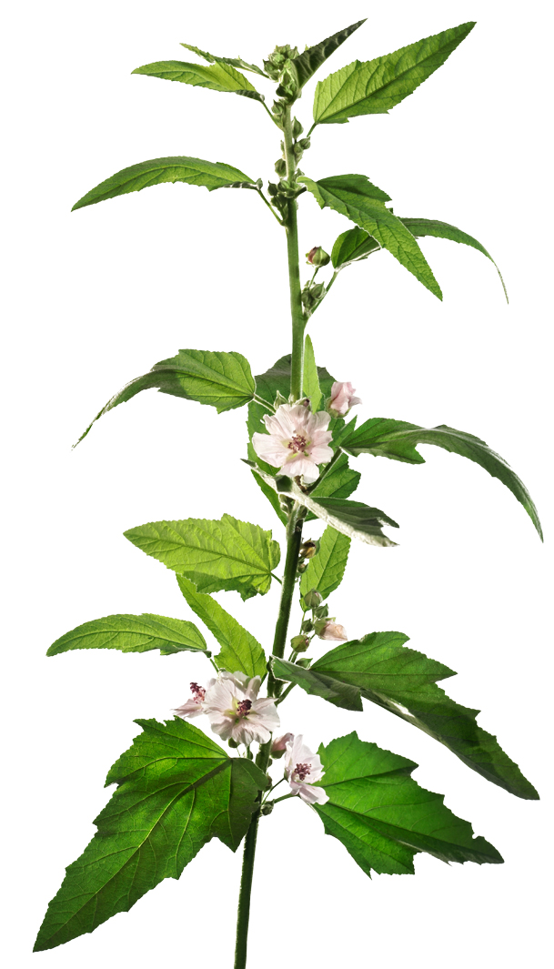 Eibisch (Althaea officinalis)