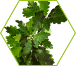 Eiche (Quercus robur)