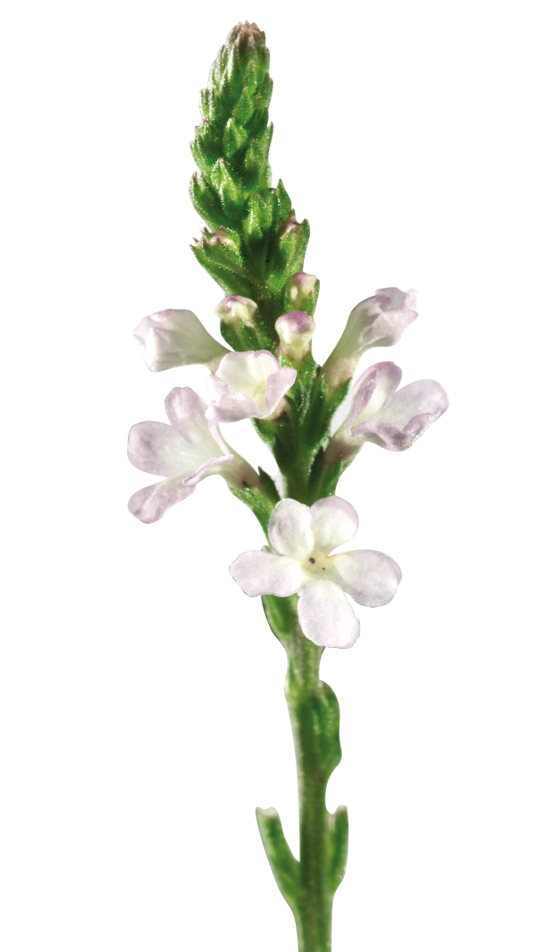 Eisenkraut (Verbena officinalis)