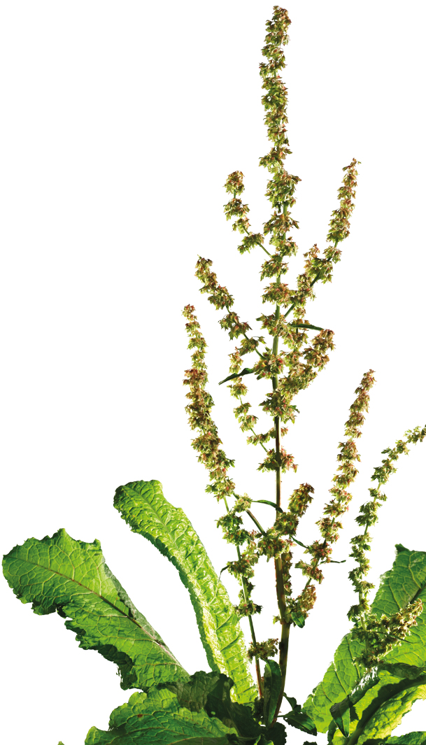 Ampfer (Rumex)