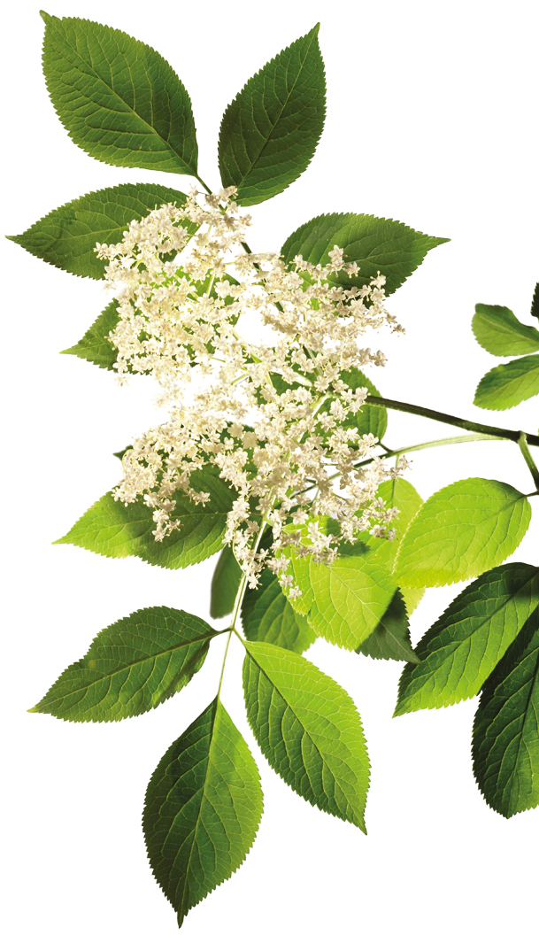 Schwarzer Holunder (Sambucus nigra)