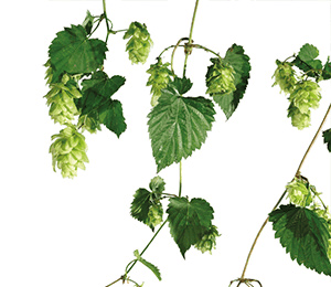 Hopfen (Humulus lupulus)