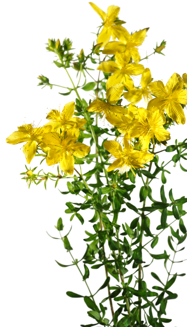 Johanniskraut (Hypericum perforatum)