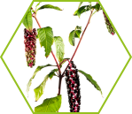 Kermesbeere (Phytolacca americana)