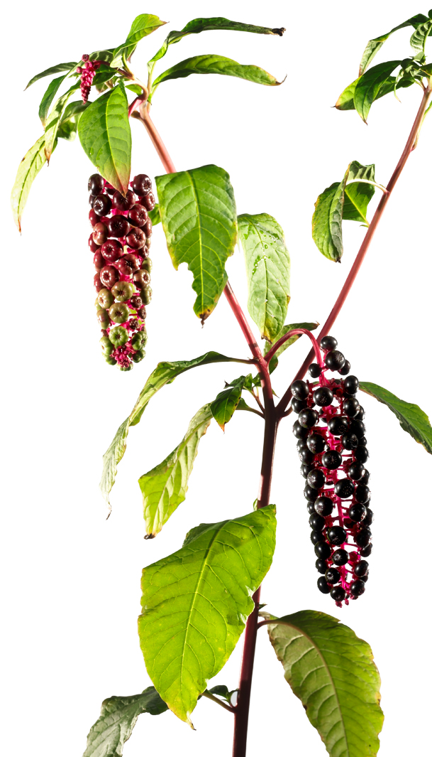 Kermesbeere (Phytolacca americana)