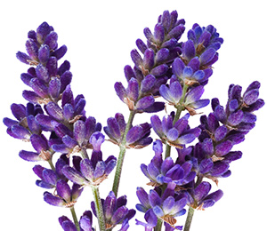Lavendel (Lavandula angustifolia)