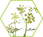 Liebstöckel (Levisticum officinale)