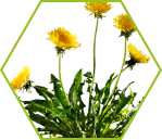 Löwenzahn (Taraxacum officinale)
