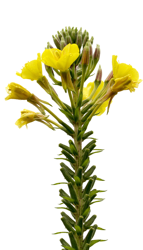 Nachtkerze (Oenothera biennis)