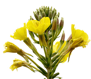 Nachtkerze (Oenothera biennis)
