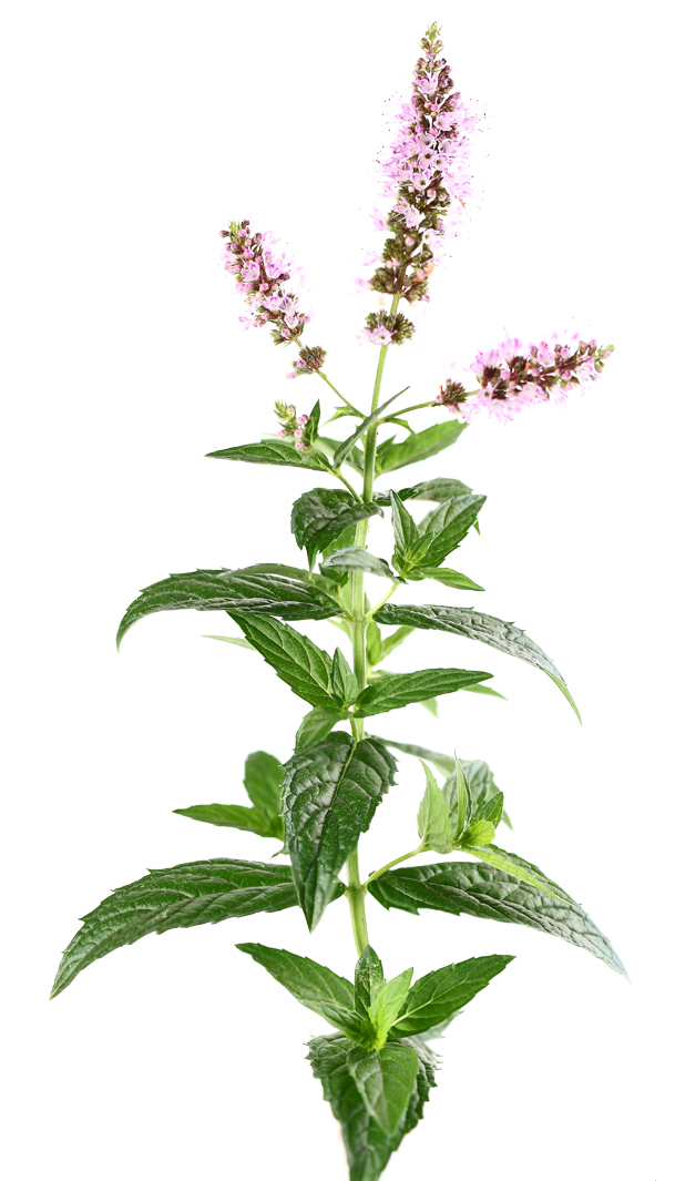 Pfefferminze (Mentha piperita)