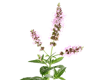 Pfefferminze (Mentha piperita)