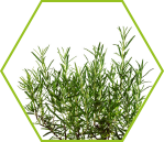 Rosmarin (Rosmarinus officinalis)