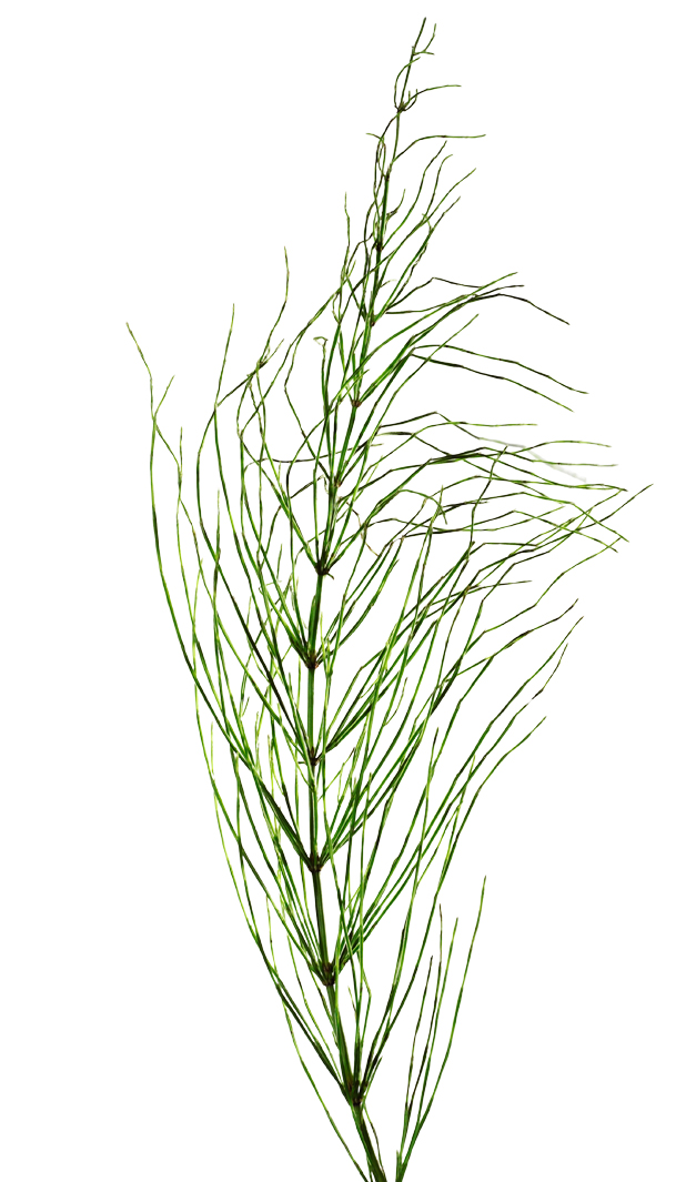 Ackerschachtelhalm (Equisetum arvense)