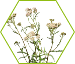 Schafgarbe (Achillea millefolium)