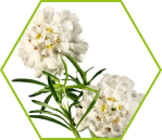 Bittere Schleifenblume (Iberis amara)