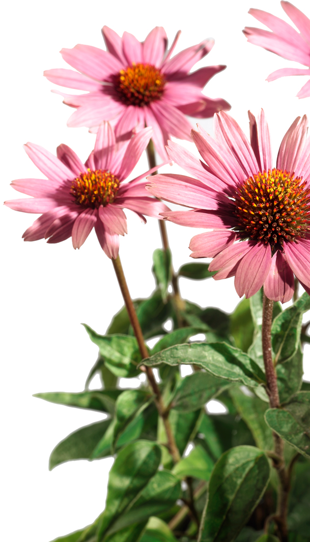 Sonnenhut (Echinacea spec.)