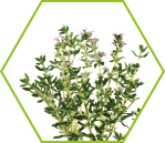 Thymian (Thymus vulgaris)
