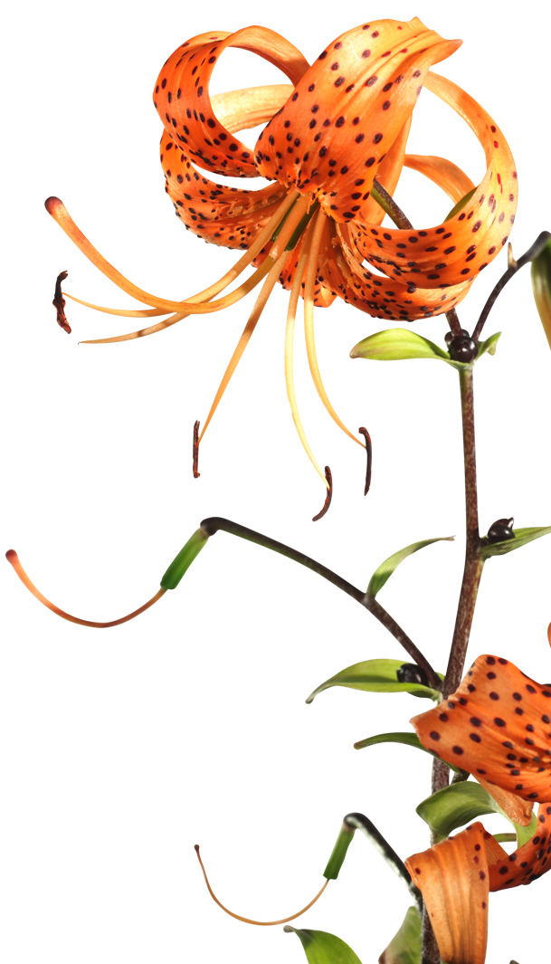 Tigerlilie (Lilium tigrinum)