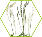 Traubensilberkerze (Actaea racemosa)