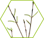 Weide (Salix)